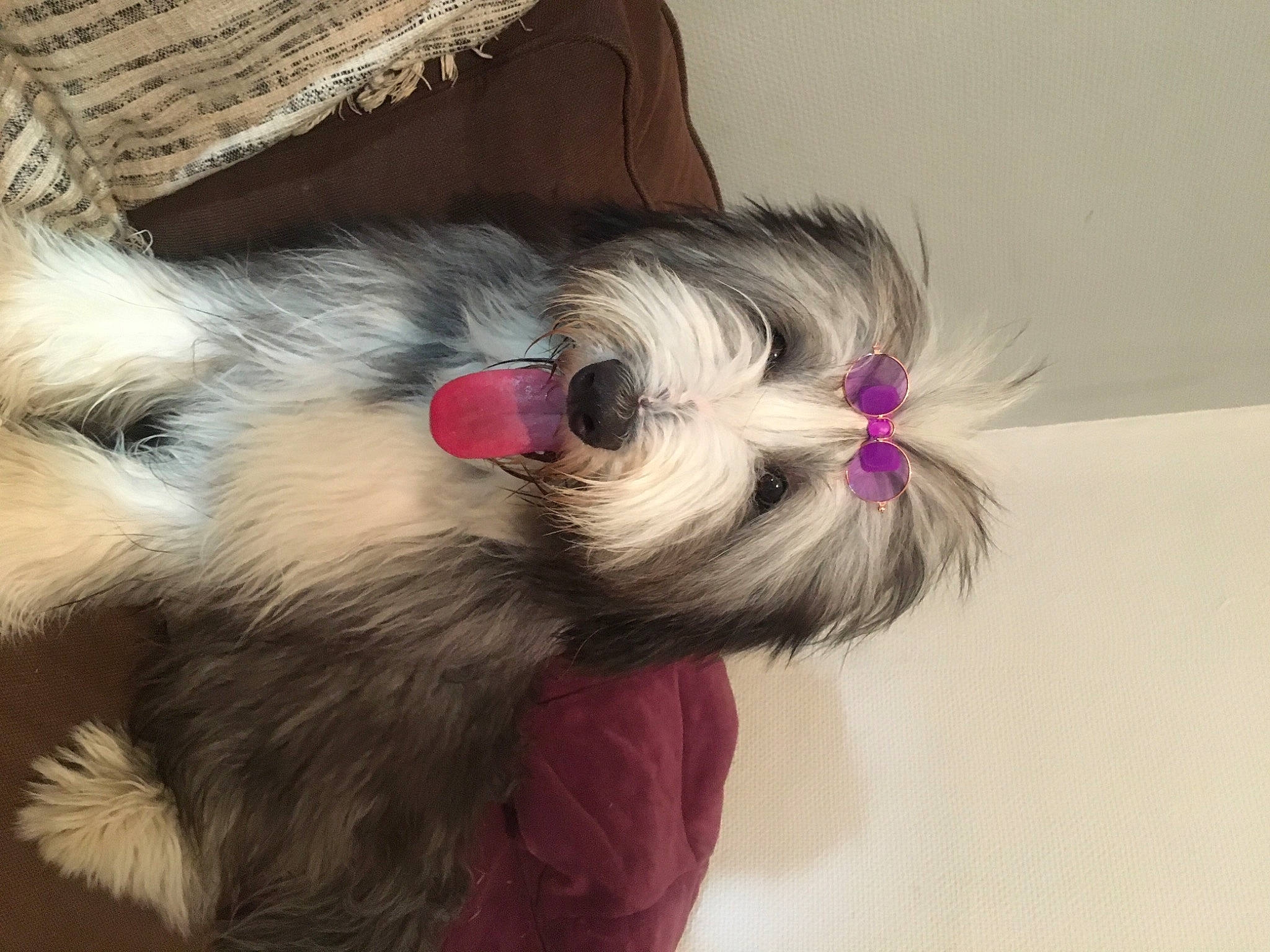 Faith a rejoint le concours — aidez-le/la à gagner de superbes lots ! canidae, carnivore, comfort, companion_dog, dog, dog_breed, dog_supply, ear, fawn, felidae, liver, paw, small_terrier, small_to_medium_sized_cats, snout, sporting_group, tail, terrier, toy_dog, whiskers