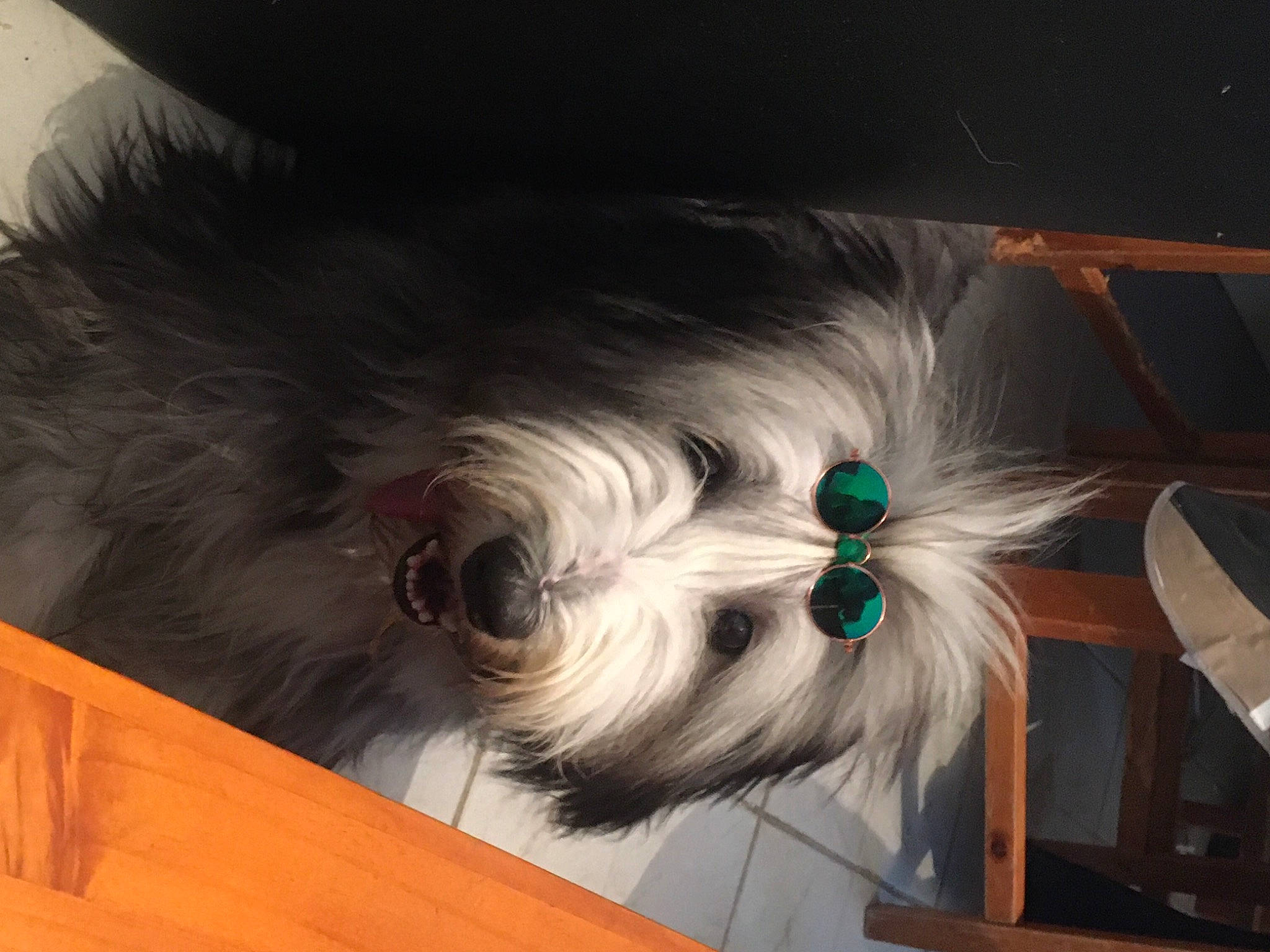 Faith a rejoint le concours — aidez-le/la à gagner de superbes lots ! canidae, carnivore, companion_dog, dog, dog_breed, dog_supply, ear, fashion_accessory, felidae, liver, pet_supply, small_terrier, snout, sporting_group, tail, terrier, toy_dog, whiskers, wood, working_animal