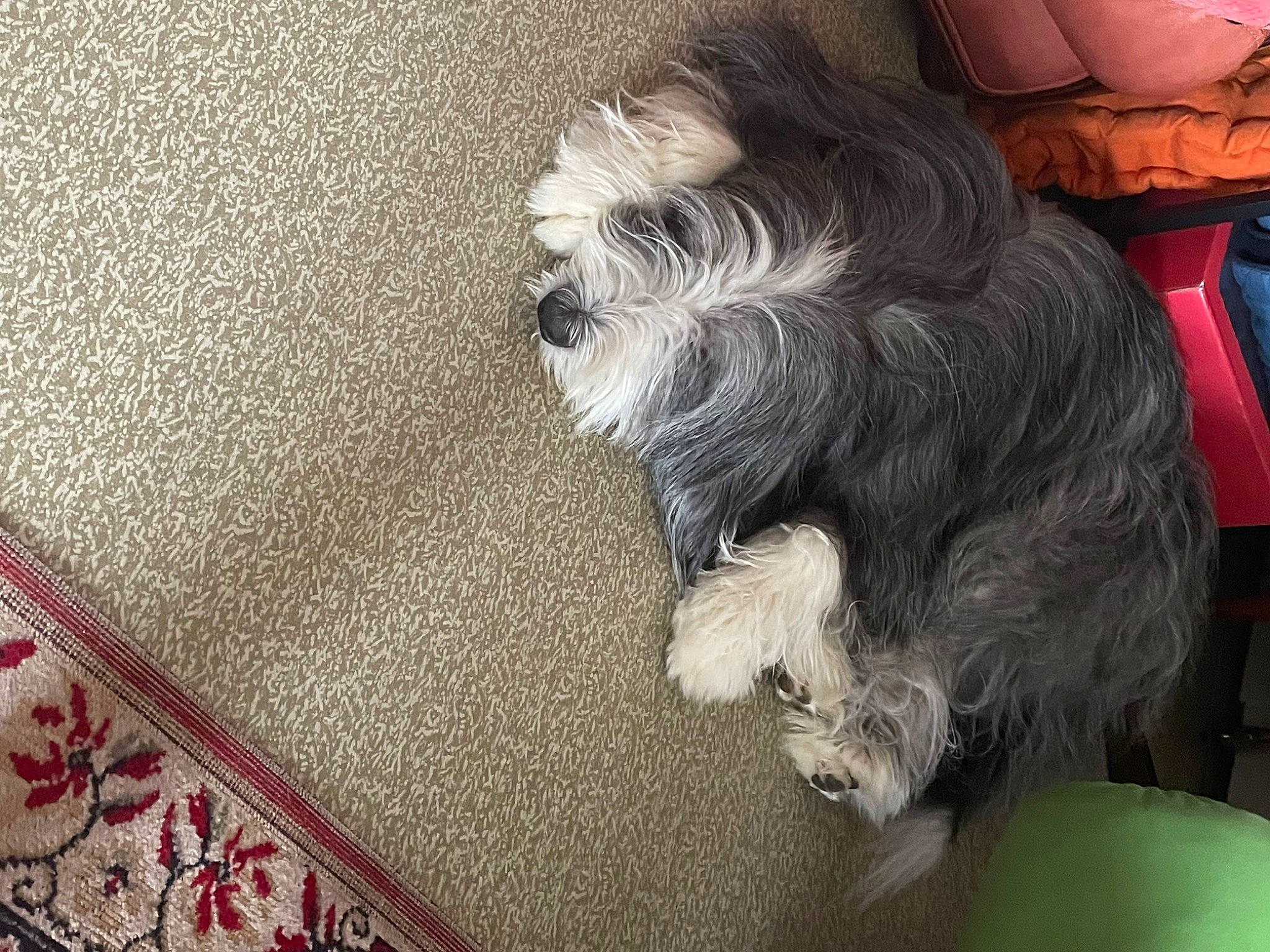 Faith participe au concours pour gagner de l'argent avec cette photo : carnivore, comfort, companion_dog, dog, dog_breed, felidae, flooring, fur, grey, liver, schnauzer, shih_tzu, small_terrier, small_to_medium_sized_cats, snout, tail, terrier, toy_dog, whiskers, working_animal