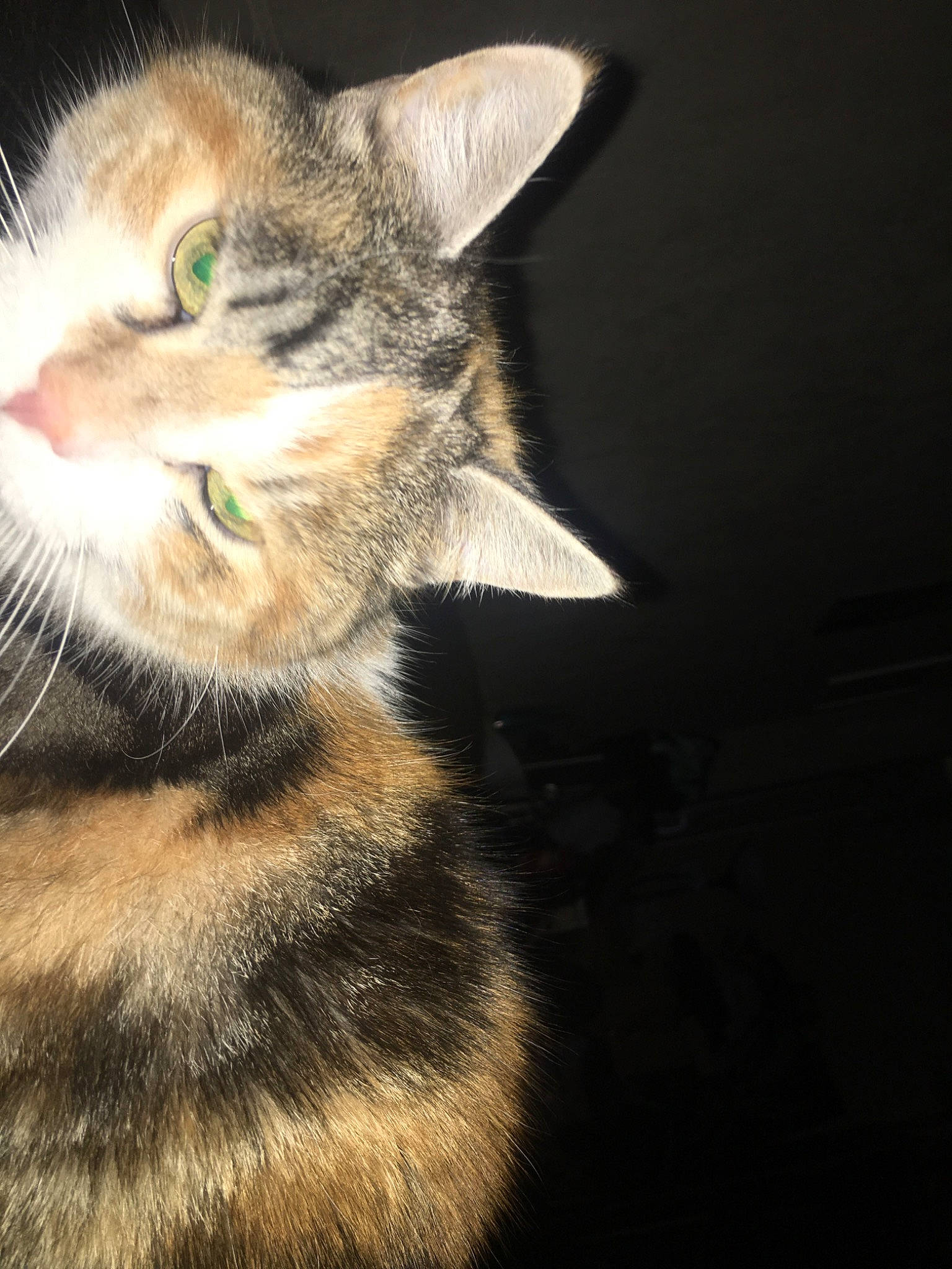 Raptor a rejoint le concours — aidez-le/la à gagner de superbes lots ! american_shorthair, asian, carnivore, cat, chausie, close_up, domestic_short_haired_cat, dragon_li, ear, european_shorthair, eye, felidae, fur, kitten, nose, sky, small_to_medium_sized_cats, snout, tabby_cat, whiskers