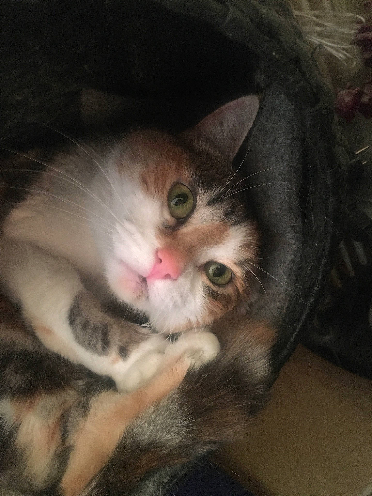 Raptor participe au concours pour gagner de l'argent avec cette photo : american_wirehair, asian, carnivore, cat, domestic_long_haired_cat, domestic_short_haired_cat, european_shorthair, eye, felidae, fur, kitten, mammal, norwegian_forest_cat, nose, polydactyl_cat, siberian, small_to_medium_sized_cats, snout, vertebrate, whiskers