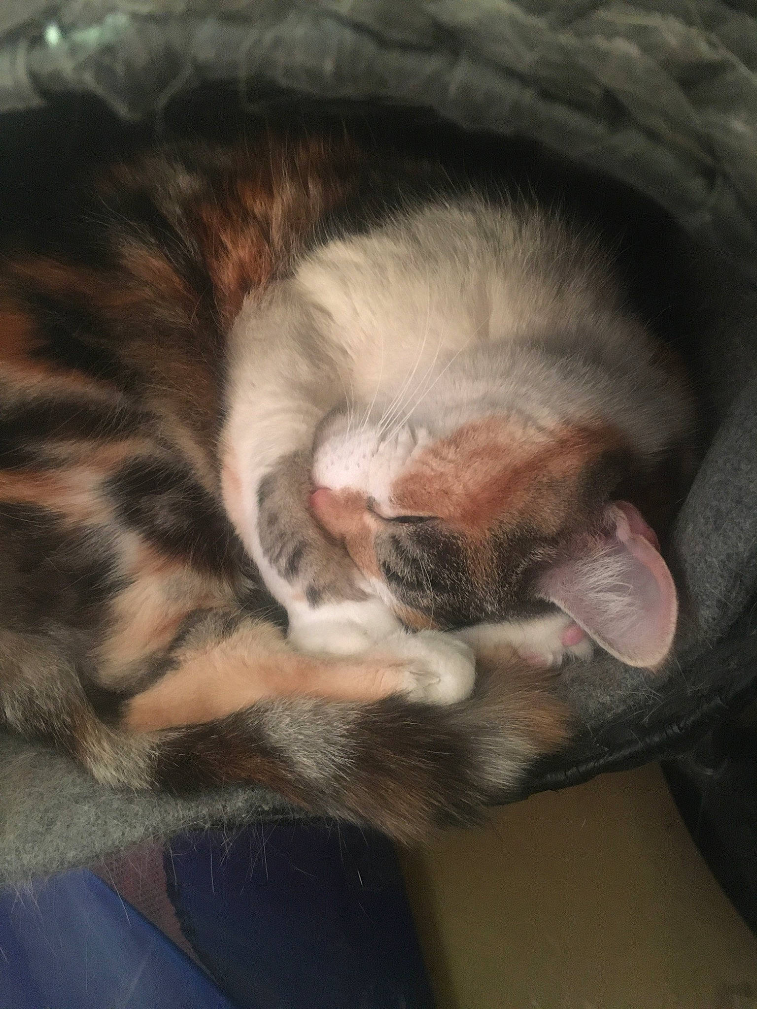 Raptor participe au concours pour gagner de l'argent avec cette photo : carnivore, cat, claw, european_shorthair, fawn, felidae, fur, kitten, nap, nose, paw, polydactyl_cat, small_to_medium_sized_cats, snout, whiskers