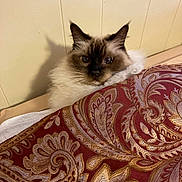 Missy is registered to the contest to win money with this photo: cat, fluffy, blanket, patterned, red, gold, curious, indoor, feline, pet, face, ears, whiskers, fur, cozy, resting, home, wall, texture, soft