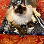 Missy joined the competition — help win amazing prizes! cat, fluffy, long_hair, lying_down, blanket, bedspread, indoor, pet, feline, relaxed, animal, resting, patterned, cozy, domestic, cute, whiskers, ears, tail, paws