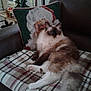 Missy joined the competition — help win amazing prizes! cat, fluffy, plaid_blanket, leather_couch, pillow, santa_claus, holiday_decor, christmas_tree, ornaments, indoor, pet, feline, relaxed, cozy, furniture, home, decor, animal, resting, soft