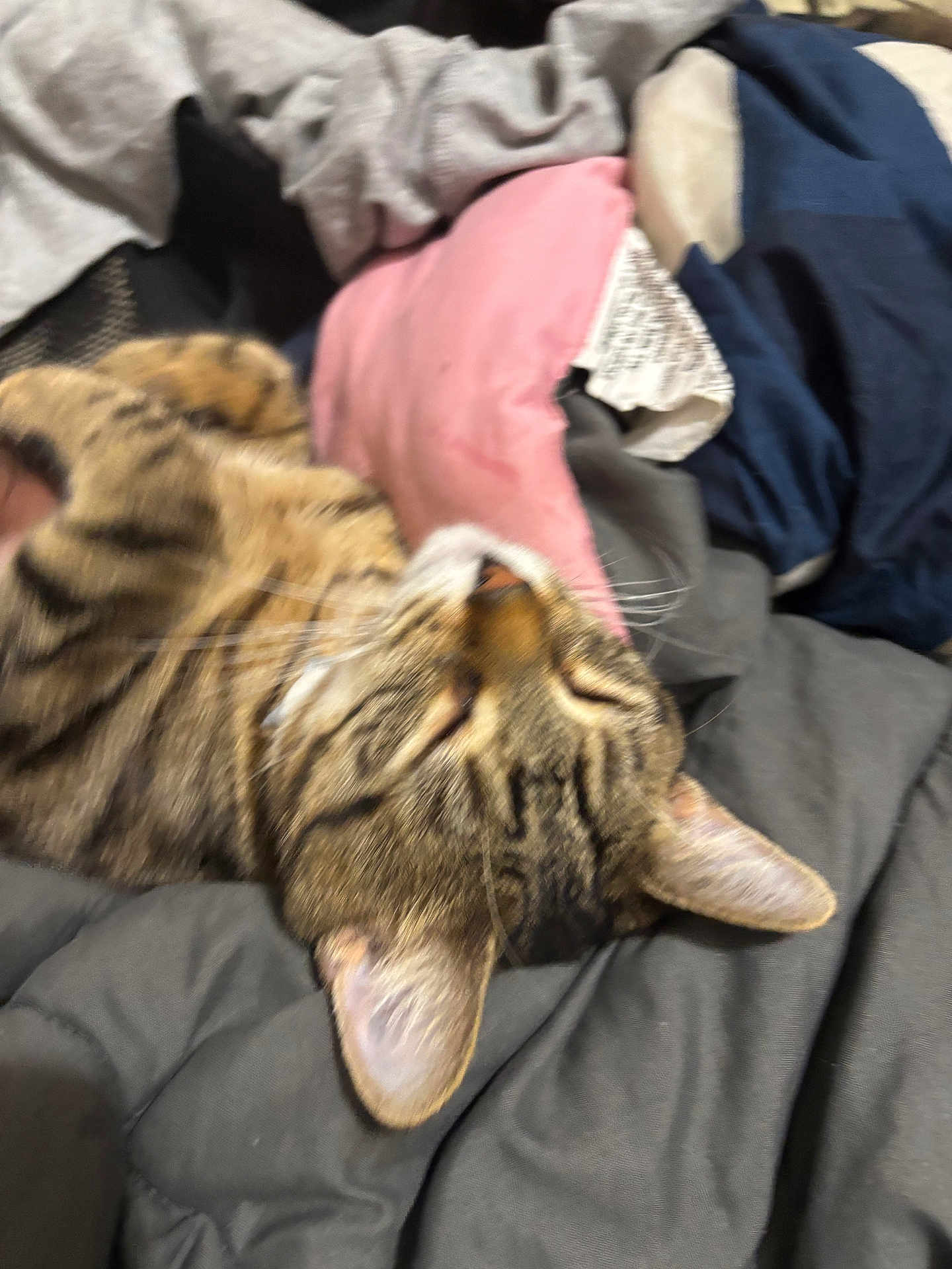 Stripe joined the competition — help win amazing prizes! cat, tabby, tabby_cat, pet, sleeping_cat, bed, blanket, pillow, bedding, fur, whiskers, ear, close_up, indoor, cozy, napping, domestic_cat, striped, soft, home