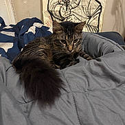 Shockey joined the competition — help win amazing prizes! cat, tabby_cat, feline, pet, bed, comforter, blanket, tail, whiskers, indoor, portrait, close_up, striped_fur, cozy, poster, illustration, wall, bedding, eyes, fur