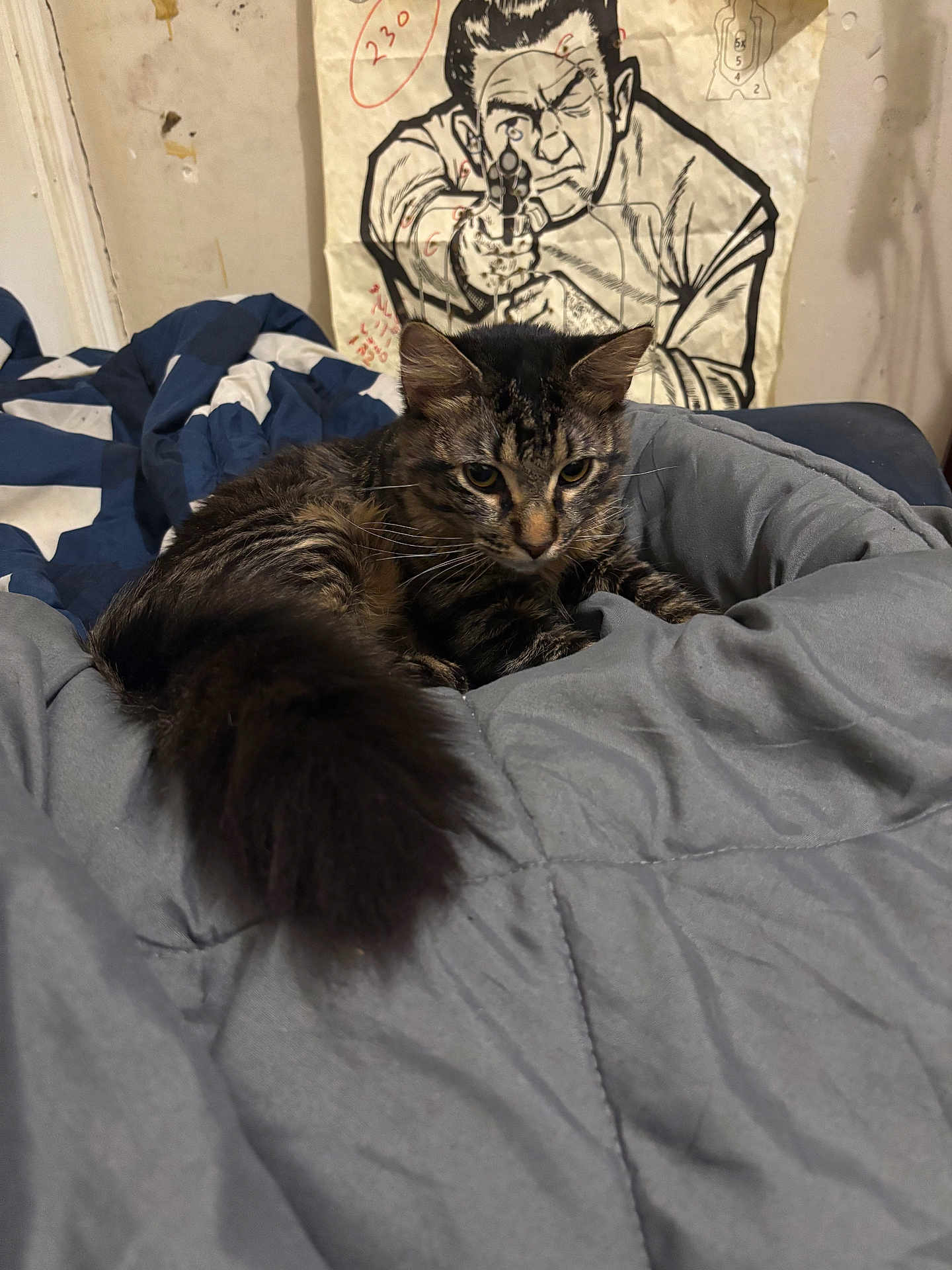 Shockey joined the competition — help win amazing prizes! cat, tabby_cat, feline, pet, bed, comforter, blanket, tail, whiskers, indoor, portrait, close_up, striped_fur, cozy, poster, illustration, wall, bedding, eyes, fur