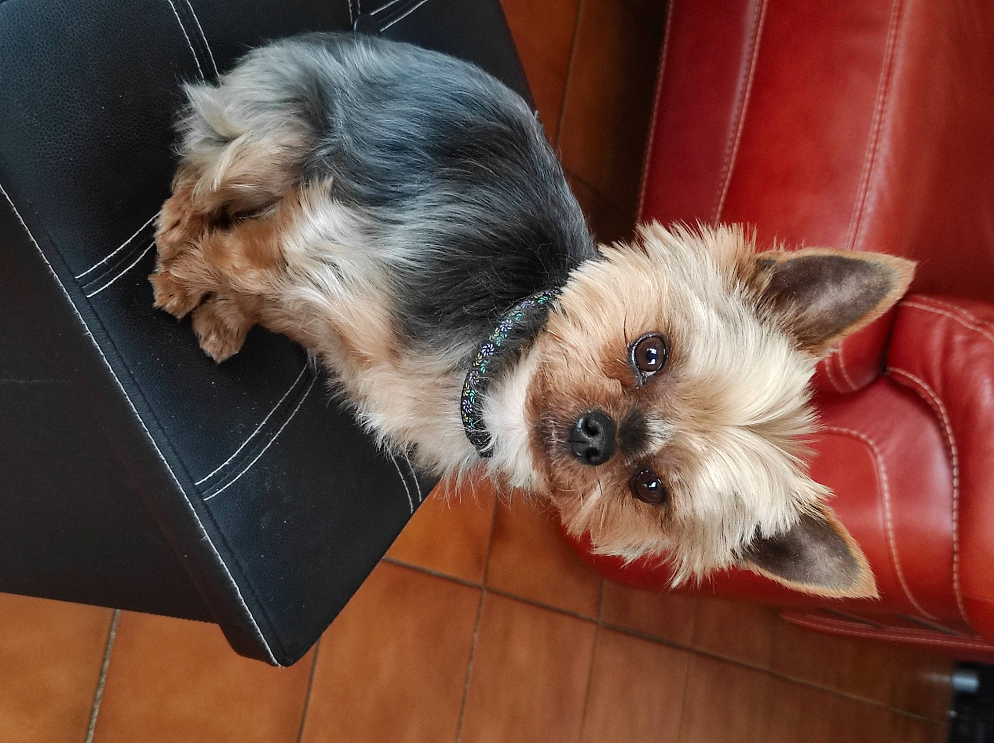 Miky a rejoint le concours — aidez-le/la à gagner de superbes lots ! biewer_terrier, canidae, carnivore, companion_dog, dog, dog_breed, dog_supply, flooring, fur, hardwood, liver, maltepoo, rectangle, small_terrier, snout, sporting_group, terrier, toy_dog, working_animal, yorkipoo