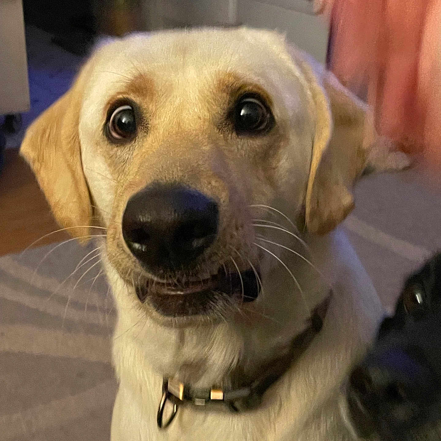 Cooper is registered to the contest to win money with this photo: accessories, animal, beagle, bodypart, canine, collar, dog, door, goldenretriever, hound, labradorretriever, leash, mouth, person, pet, pointer, puppy, snout, whitedog