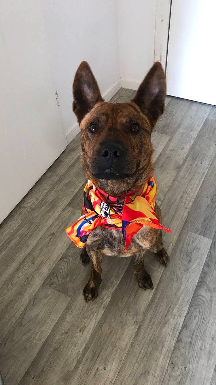 Mike participe au concours pour gagner de l'argent avec cette photo : canidae, carnivore, dog, dog_breed, dog_clothes, dog_collar, fawn, french_bulldog, leash, mammal, non_sporting_group, rare_breed_dog, snout, sporting_group