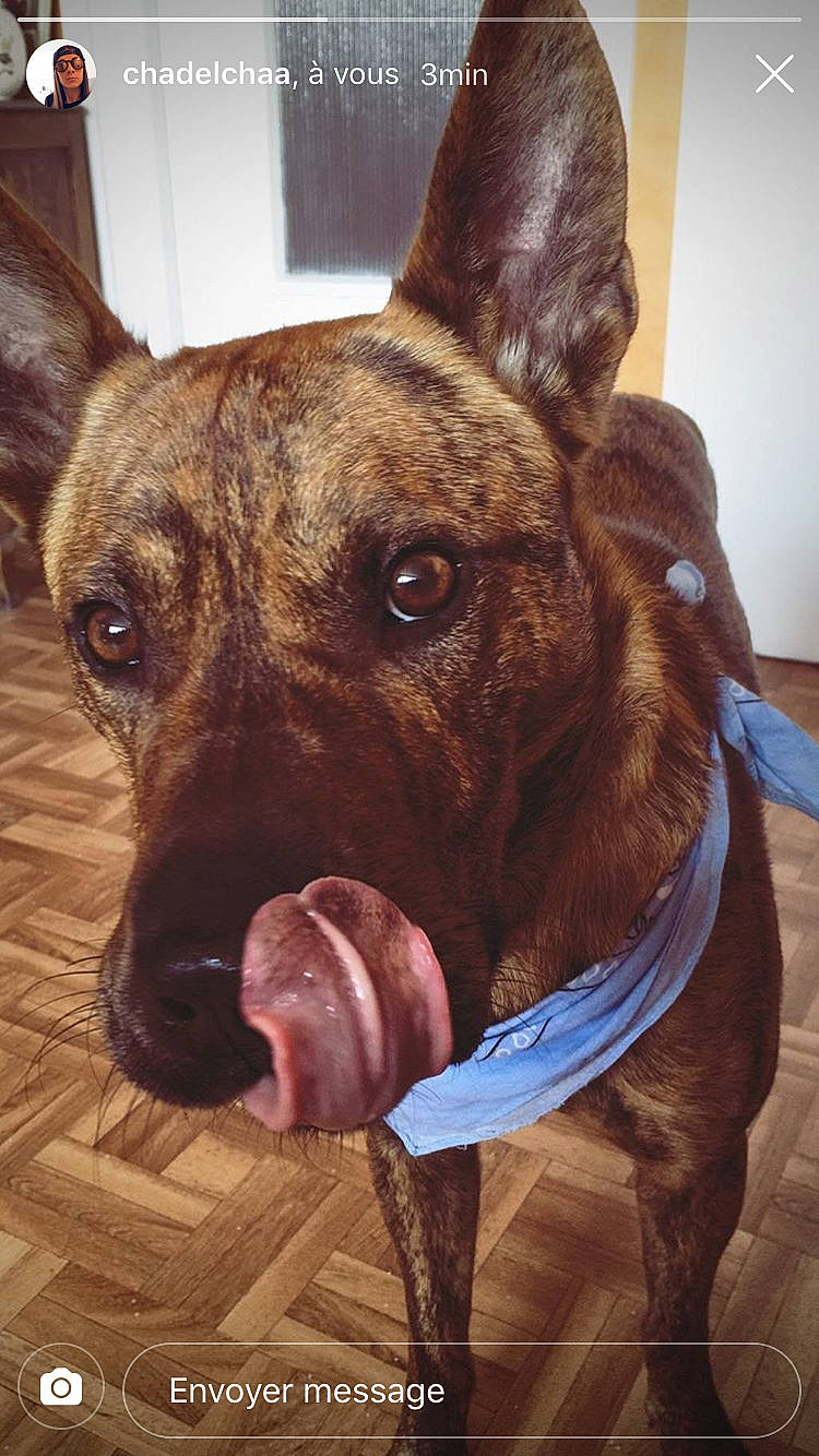 Mike participe au concours pour gagner de l'argent avec cette photo : canidae, carnivore, dog, dog_breed, dutch_shepherd_dog, ear, fawn, formosan_mountain_dog, hunting_dog, liver, mammal, non_sporting_group, rare_breed_dog, snout, treeing_tennessee_brindle