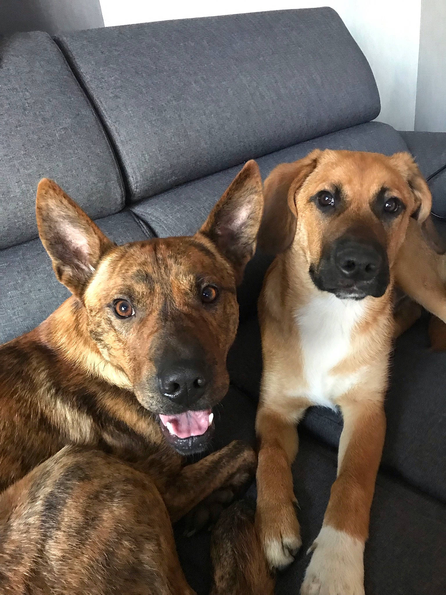 Mike participe au concours pour gagner de l'argent avec cette photo : black_mouth_cur, canidae, carnivore, companion_dog, dog, dog_breed, ear, fawn, feist, mammal, mountain_cur, potcake_dog, rare_breed_dog, snout, vertebrate, whiskers