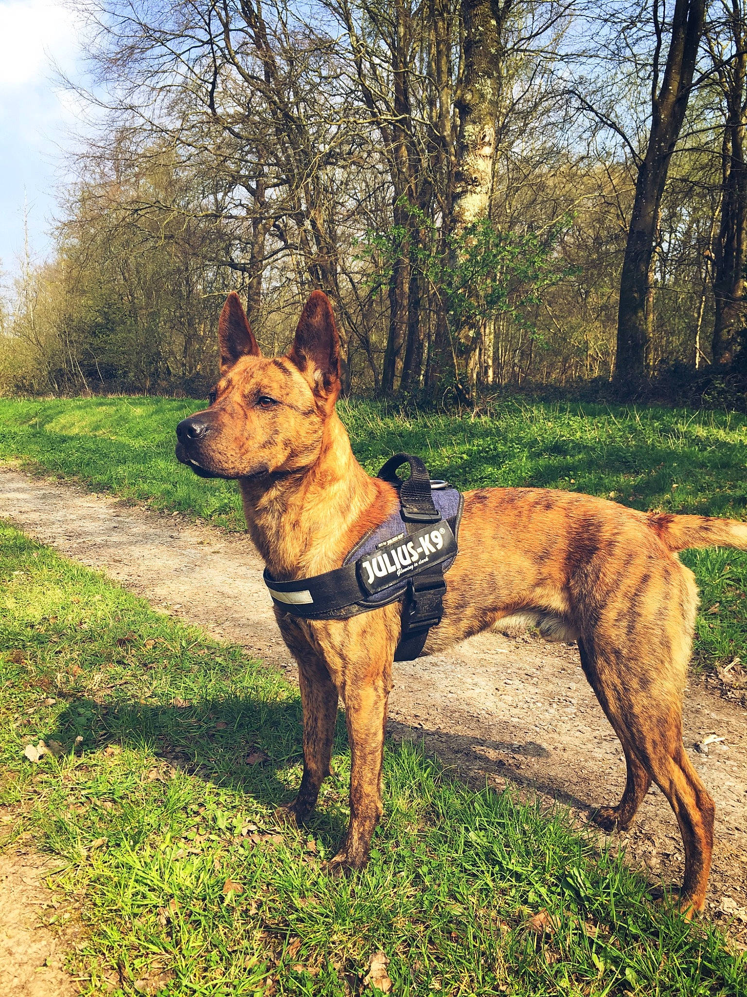 Mike participe au concours pour gagner de l'argent avec cette photo : autumn, canidae, carnivore, companion_dog, dog, dog_breed, dog_walking, hunting_dog, mammal, plant, rare_breed_dog, sky, sporting_group, tree, vertebrate, working_dog