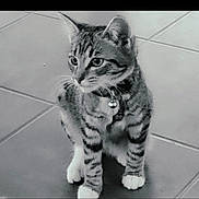 Anakin participe au concours pour gagner de l'argent avec cette photo : cat, kitten, tabby, pet, animal, collar, bell, white_paws, sitting, floor, tile, curious, young, feline, indoor, whiskers, ears, looking_away, black_and_white, cute
