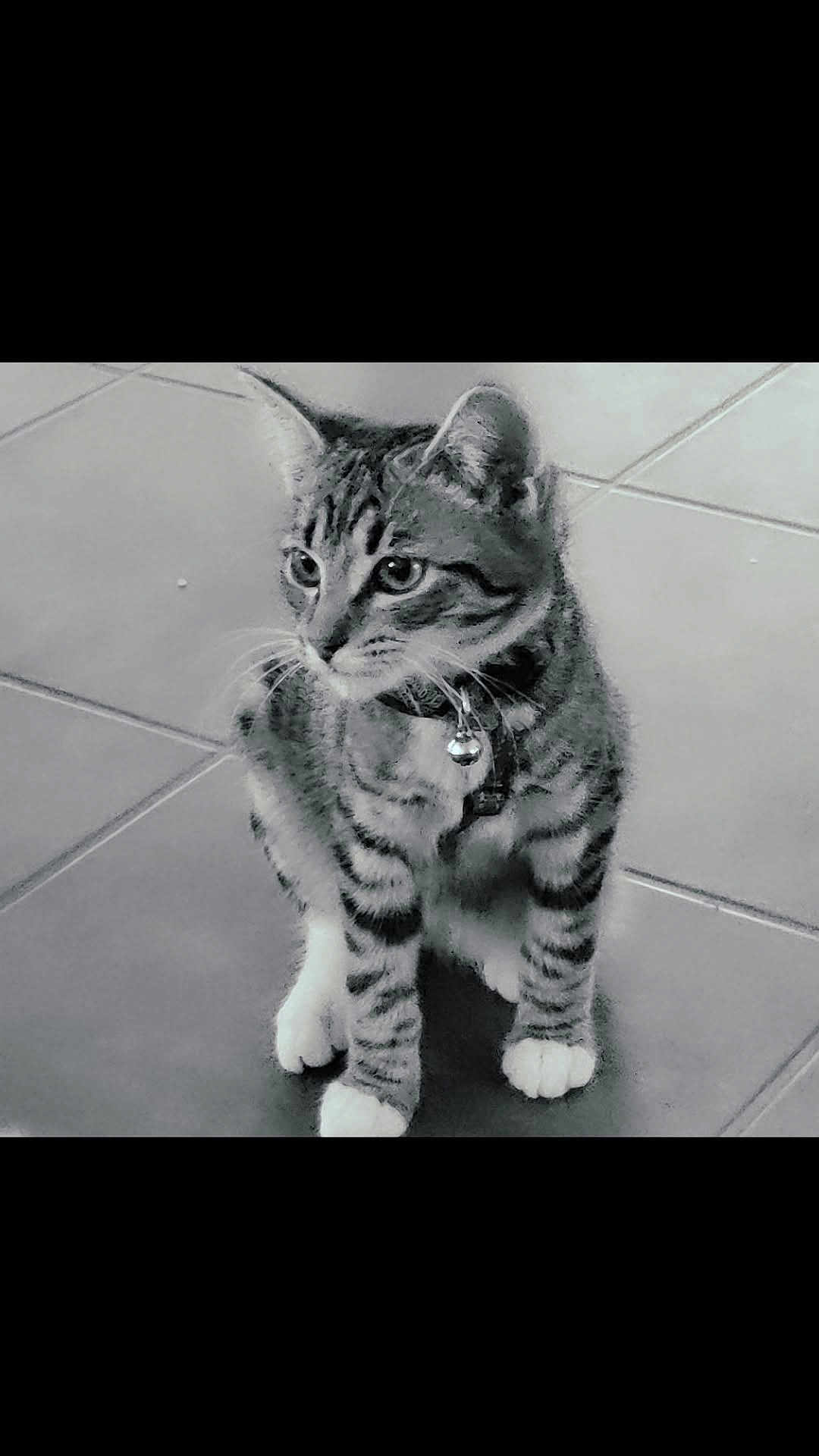 Anakin participe au concours pour gagner de l'argent avec cette photo : cat, kitten, tabby, pet, animal, collar, bell, white_paws, sitting, floor, tile, curious, young, feline, indoor, whiskers, ears, looking_away, black_and_white, cute