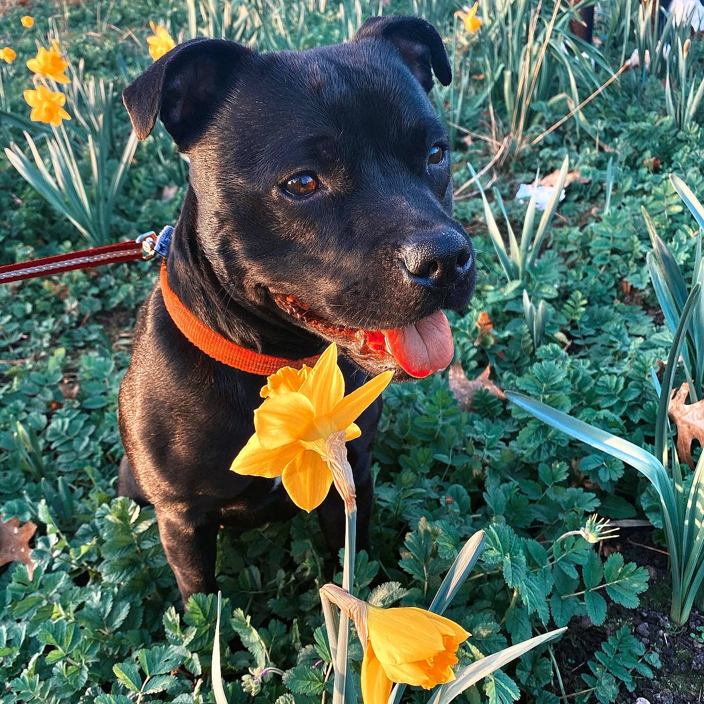 Oona participe au concours pour gagner de l'argent avec cette photo : alaunt, canidae, canis_panther, carnivore, dog, dog_breed, dog_collar, fawn, feist, flower, formosan_mountain_dog, gladiolus, mammal, mountain_cur, non_sporting_group, patterdale_terrier, plant, potcake_dog, rare_breed_dog, sporting_group