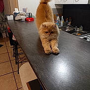 Vasco a rejoint le concours — aidez-le/la à gagner de superbes lots ! animal, cabinet, cat, countertop, cute, domestic, floor_tiles, fluffy, fur, furniture, household, indoor, kitchen, orange_cat, paws, pet, sink, stool, stretching, tail