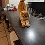 animal, cabinet, cat, countertop, cute, domestic, floor_tiles, fluffy, fur, furniture, household, indoor, kitchen, orange_cat, paws, pet, sink, stool, stretching, tail