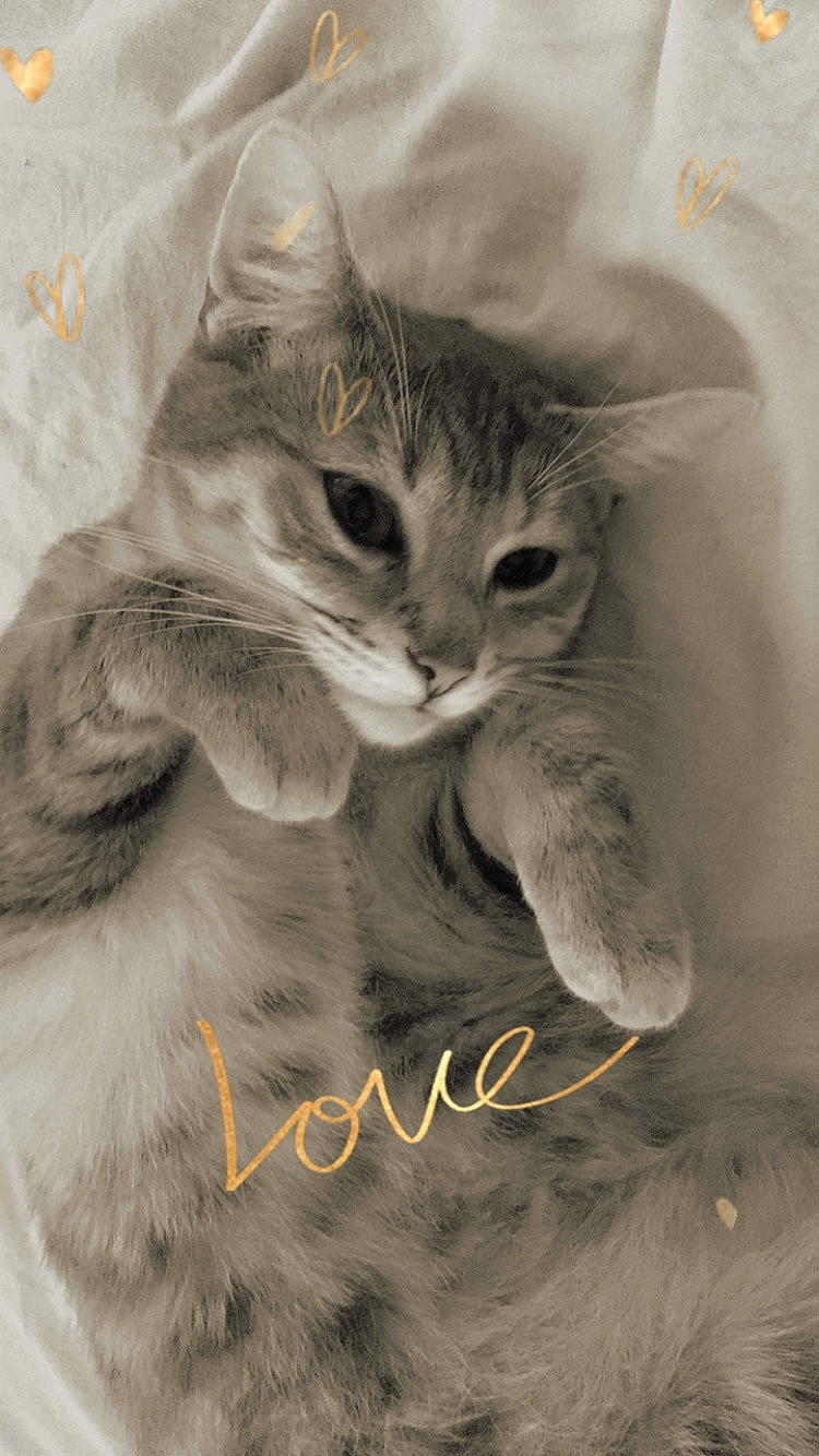 Cerise a rejoint le concours — aidez-le/la à gagner de superbes lots ! aegean_cat, american_wirehair, asian, british_longhair, carnivore, cat, domestic_short_haired_cat, european_shorthair, felidae, fur, kitten, norwegian_forest_cat, paw, siberian, small_to_medium_sized_cats, tabby_cat, whiskers