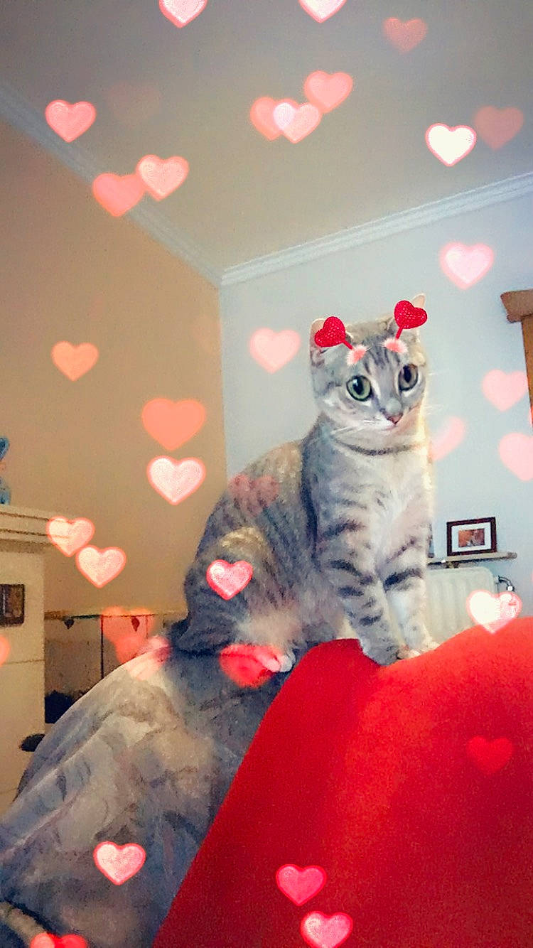 Cerise a rejoint le concours — aidez-le/la à gagner de superbes lots ! asian, carnivore, cat, domestic_short_haired_cat, european_shorthair, felidae, fur, kitten, paw, small_to_medium_sized_cats, snapshot, whiskers