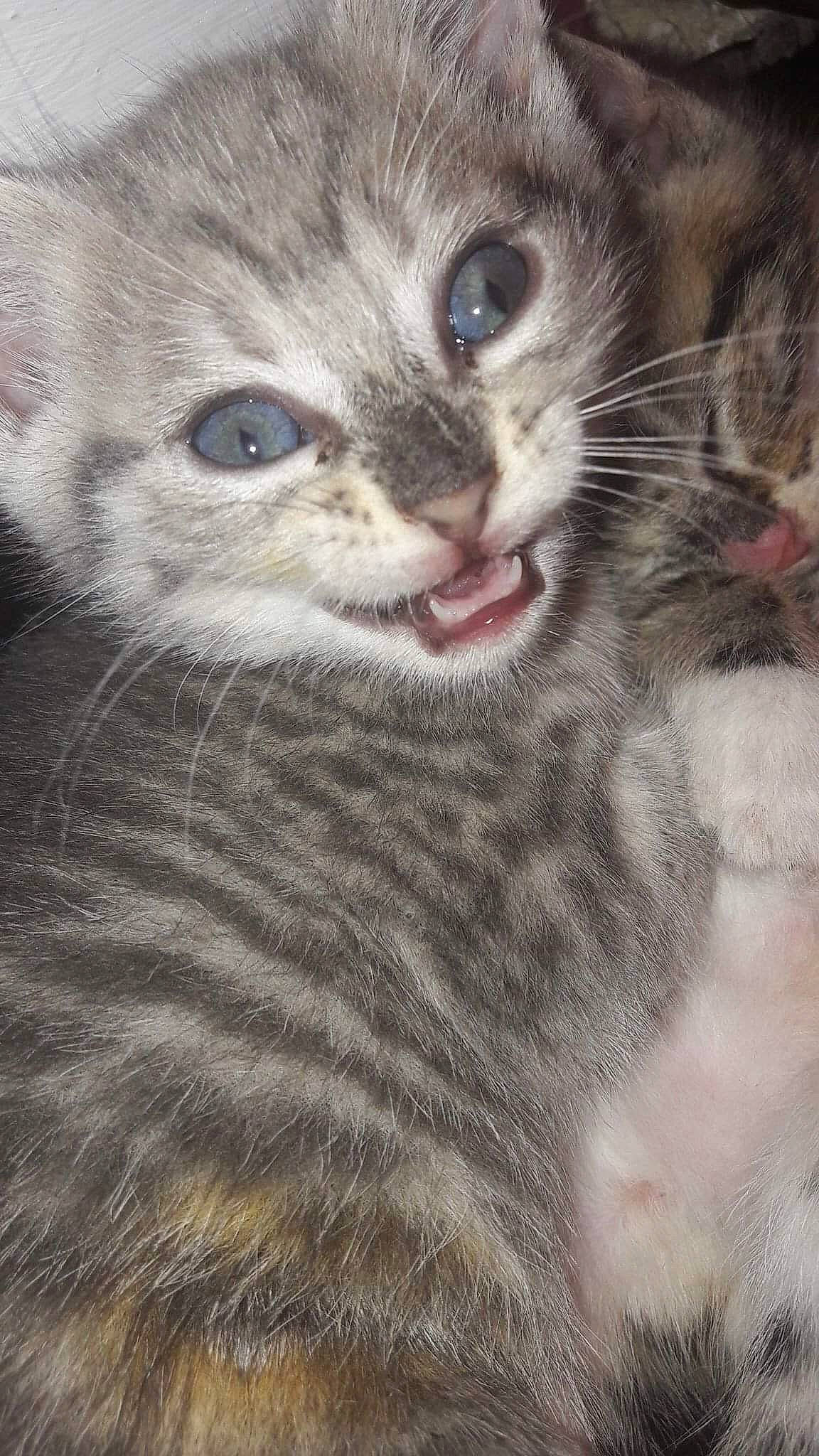 Cerise a rejoint le concours — aidez-le/la à gagner de superbes lots ! asian, carnivore, cat, domestic_short_haired_cat, egyptian_mau, european_shorthair, eye, felidae, fur, kitten, mammal, nose, ojos_azules, polydactyl_cat, siberian, small_to_medium_sized_cats, snout, tabby_cat, vertebrate, whiskers