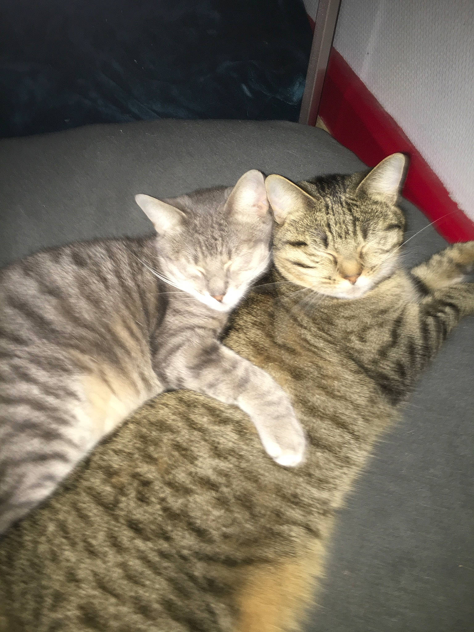 Cerise participe au concours pour gagner de l'argent avec cette photo : american_shorthair, arabian_mau, asian, australian_mist, california_spangled, carnivore, cat, domestic_short_haired_cat, dragon_li, egyptian_mau, european_shorthair, felidae, kitten, mammal, ocicat, pixie_bob, small_to_medium_sized_cats, tabby_cat, vertebrate, whiskers