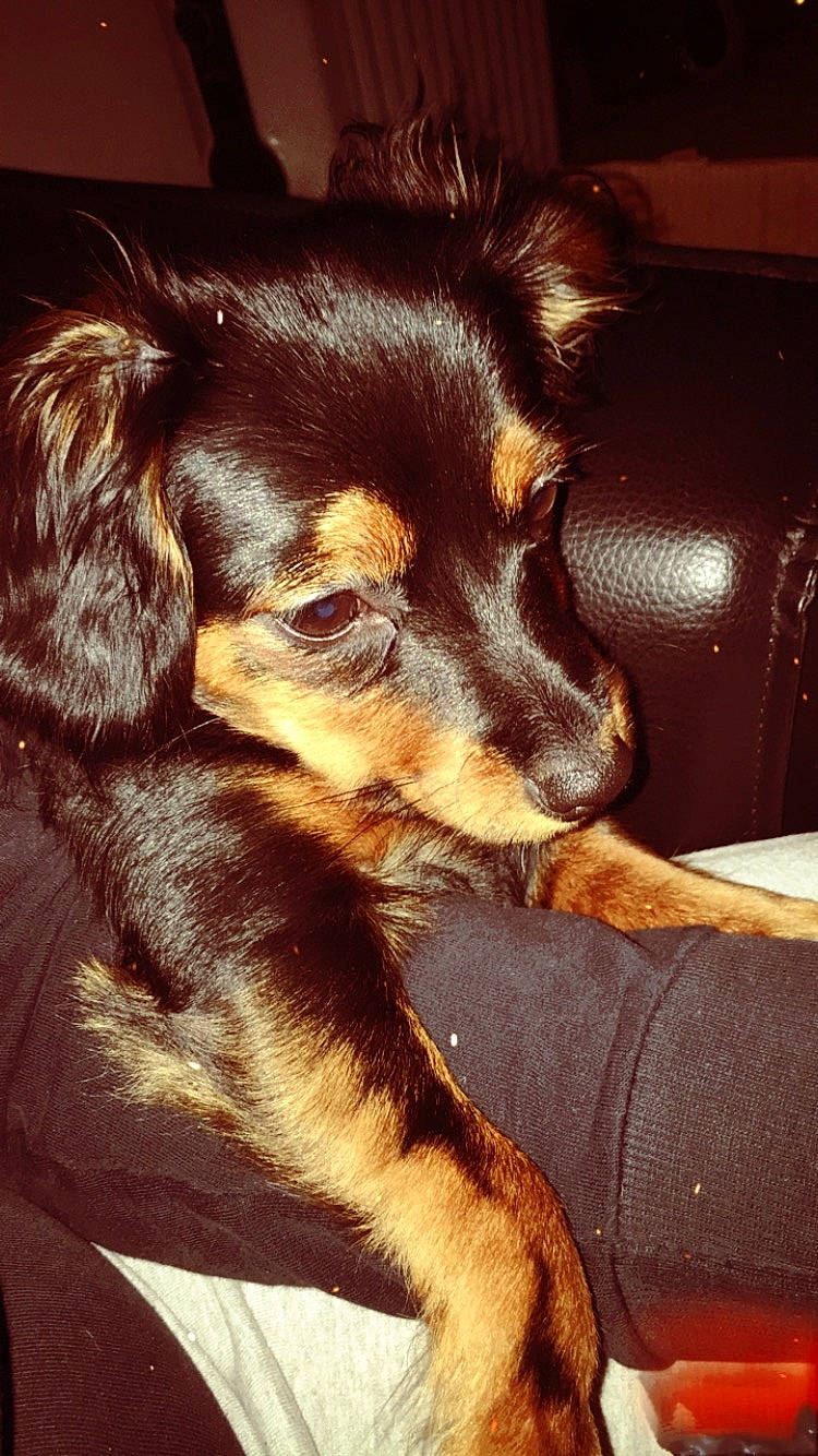 Kawette a rejoint le concours — aidez-le/la à gagner de superbes lots ! canidae, carnivore, companion_dog, dog, dog_breed, ear, hovawart, mammal, nose, puppy, small_greek_domestic_dog, snout, spaniel, sporting_group, vertebrate