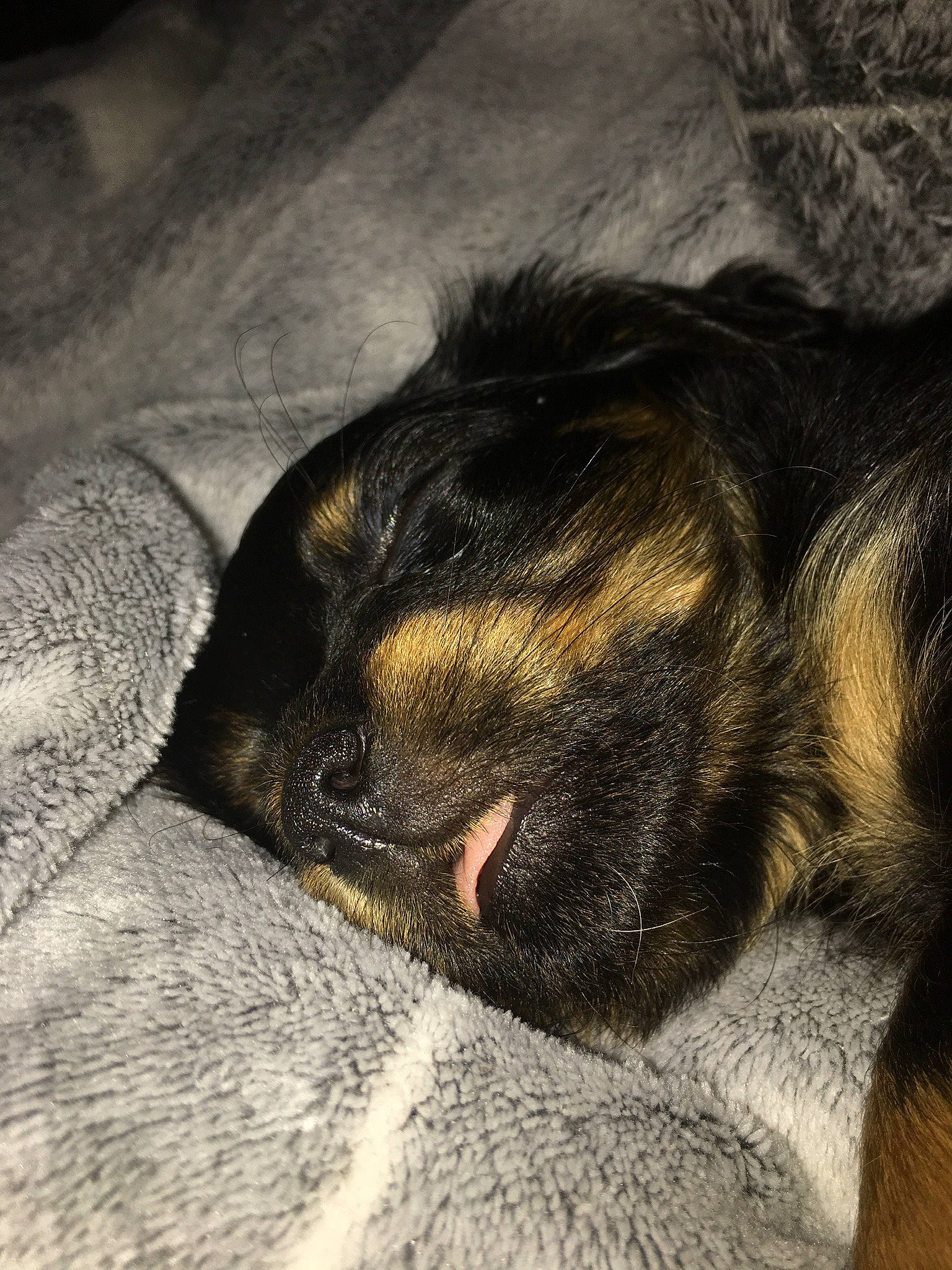 Kawette a rejoint le concours — aidez-le/la à gagner de superbes lots ! border_terrier, canidae, carnivore, companion_dog, dog, dog_breed, ear, fawn, fur, nap, nose, puppy, puppy_love, sleep, snout, whiskers