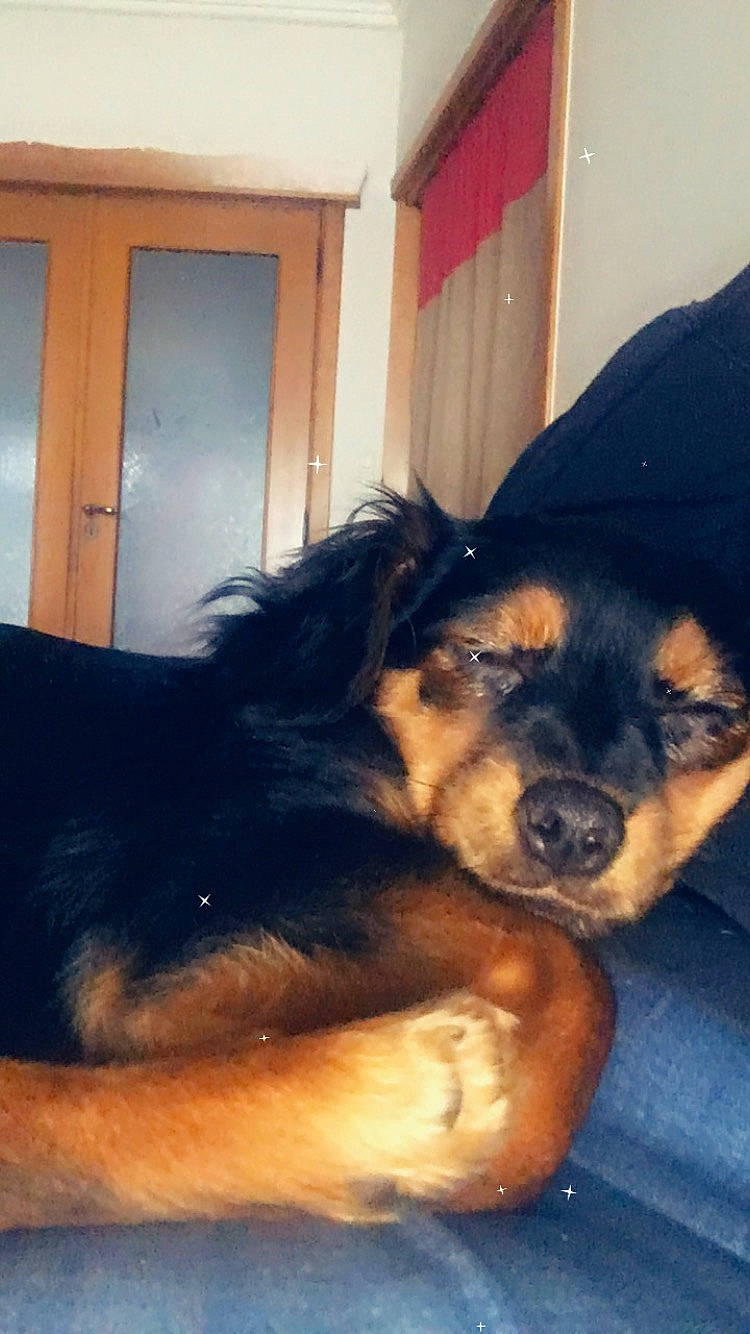 Kawette participe au concours pour gagner de l'argent avec cette photo : canidae, carnivore, companion_dog, dog, dog_breed, hovawart, mammal, puppy, rottweiler, snout, sporting_group, vertebrate