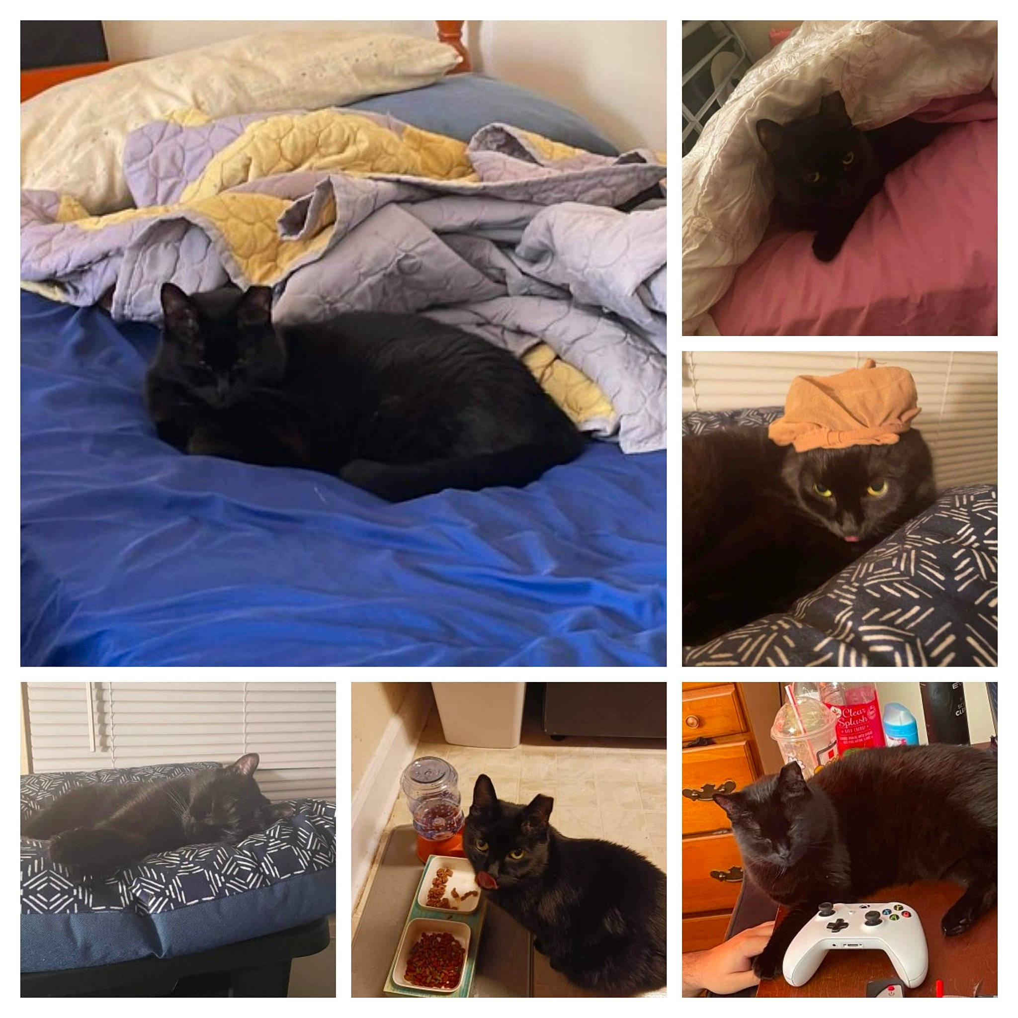 Mittens
