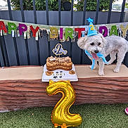 Loki is registered to the contest to win money with this photo: artificial_grass, balloon, banner, birthday, birthday_cake, birthday_hat, bow_tie, cake, celebration, dog, fence, fluffy, greenery, number_two, outdoor, party, patio, pet, small_dog, tongue_out