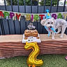 artificial_grass, balloon, banner, birthday, birthday_cake, birthday_hat, bow_tie, cake, celebration, dog, fence, fluffy, greenery, number_two, outdoor, party, patio, pet, small_dog, tongue_out