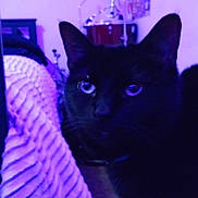 Nala is registered to the contest to win money with this photo: cat, black_cat, indoor, blanket, purple_light, feline, pet, cozy, bedroom, poster, musical_instrument, drum, furniture, animal, closeup, night, domestic_animal, whiskers, face, ears