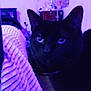 cat, black_cat, indoor, blanket, purple_light, feline, pet, cozy, bedroom, poster, musical_instrument, drum, furniture, animal, closeup, night, domestic_animal, whiskers, face, ears