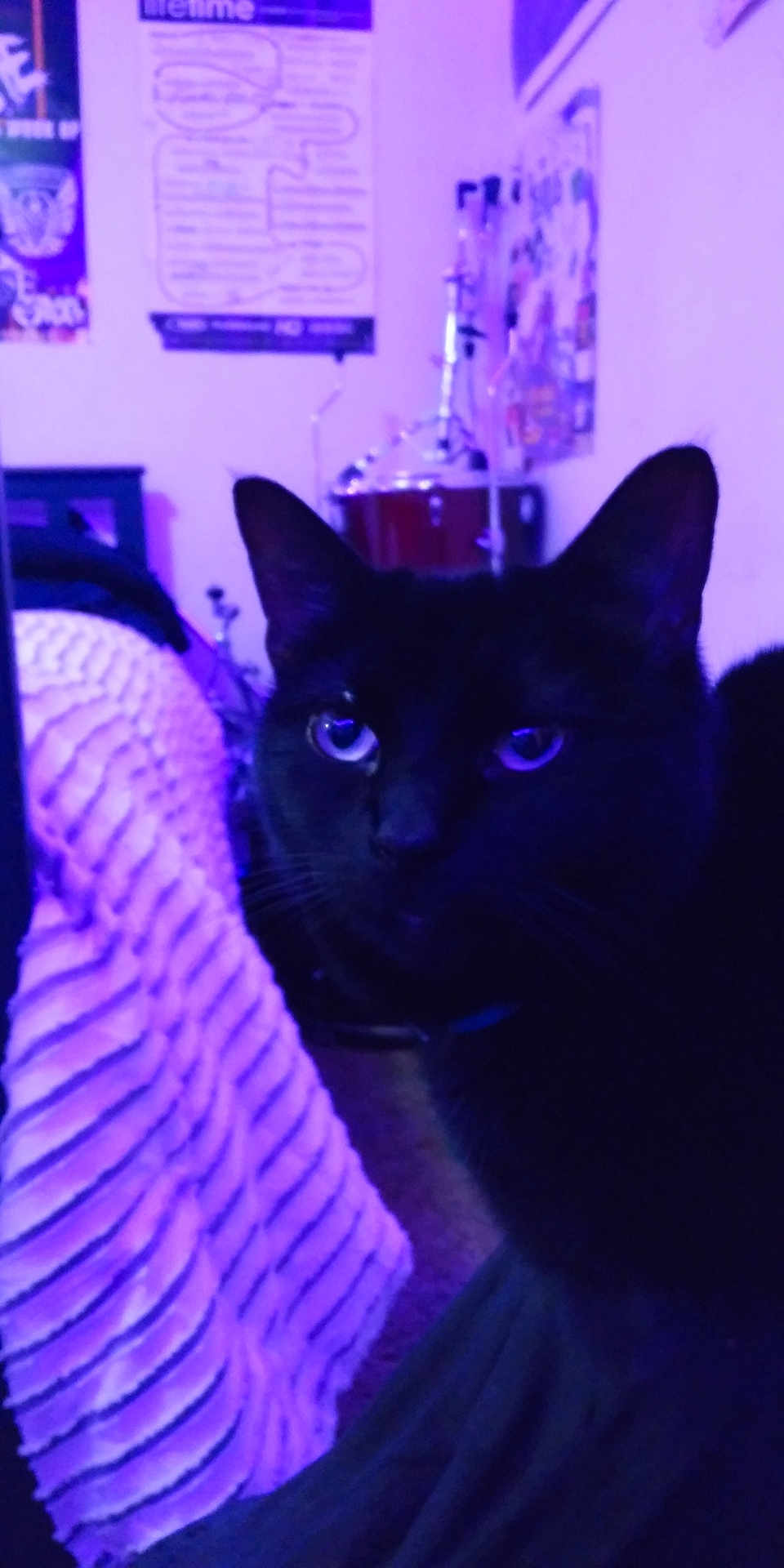Nala