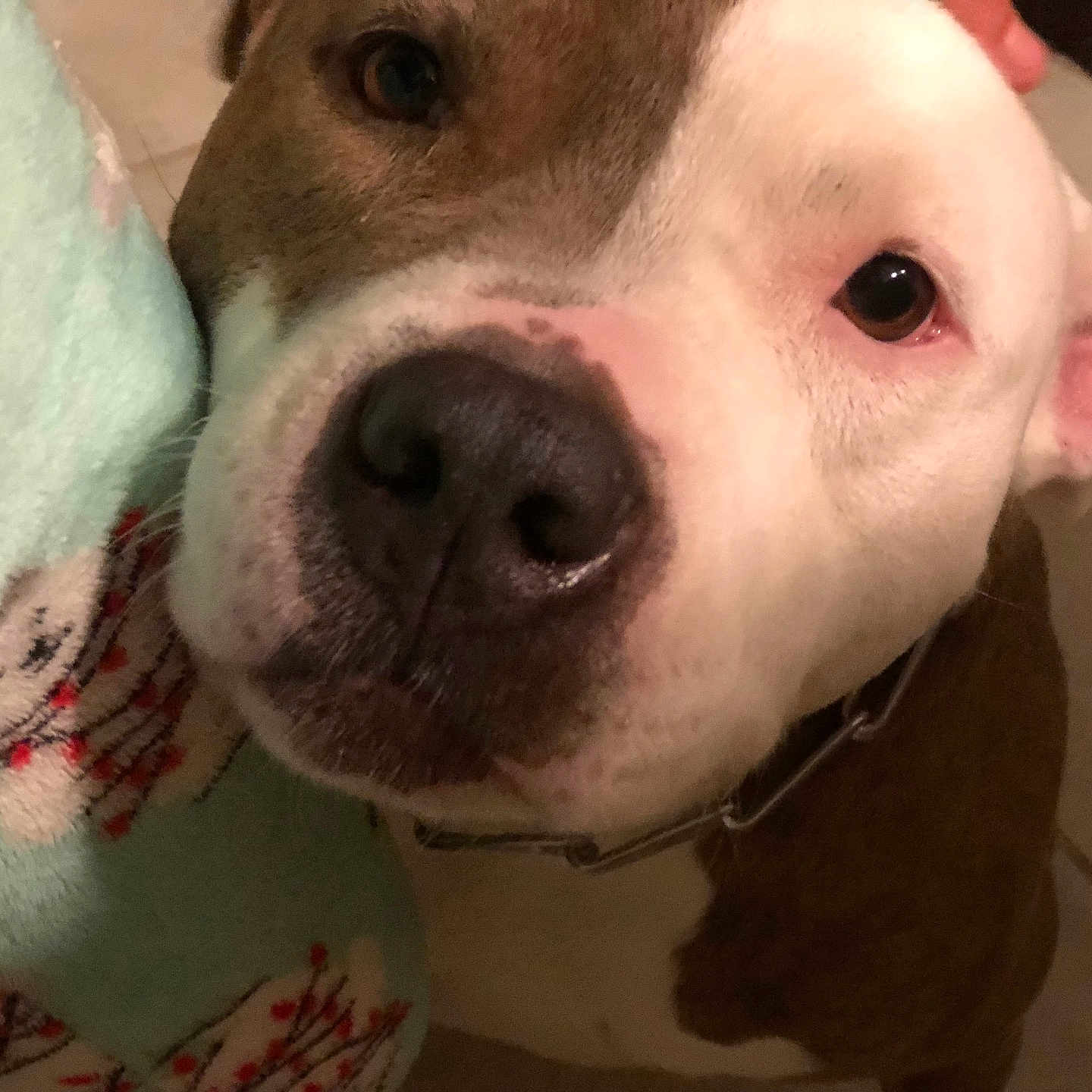 Zeus joined the competition — help win amazing prizes! animal, bostonbull, boxer, bulldog, canine, dog, frenchbulldog, hound, labradorretriever, person, pet, pitbull, puppy, skin, sleeping, snout, whitedog