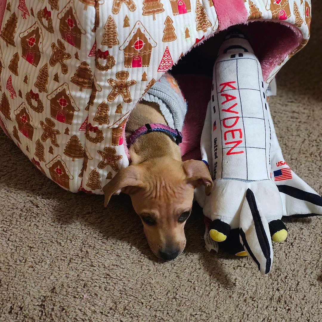 Athena is registered to the contest to win money with this photo: animal, brown, carpet, collar, cozy, cute, dog, fabric, gingerbread_pattern, home, indoor, pet_bed, pink, plush_toy, puppy, small_dog, snuggling, space_shuttle, toy, young_dog