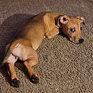 Athena is registered to the contest to win money with this photo: dog, brown_dog, carpet, indoor, pet, lying_down, looking_back, canine, floor, fur, ears, animal, domestic_animal, resting, paw, snout, expression, cozy, home, curious