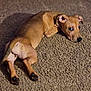 dog, brown_dog, carpet, indoor, pet, lying_down, looking_back, canine, floor, fur, ears, animal, domestic_animal, resting, paw, snout, expression, cozy, home, curious