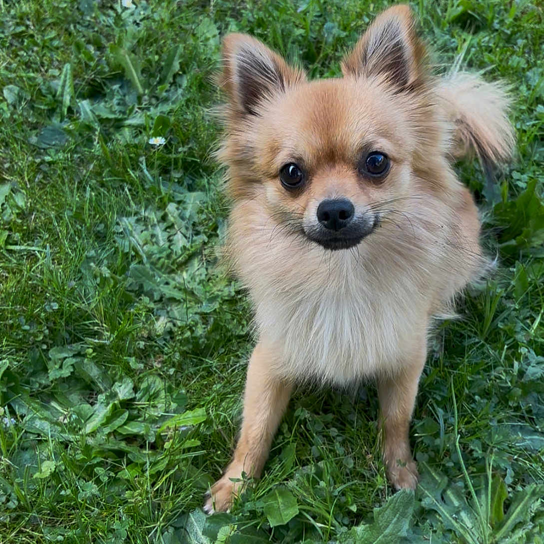 Vao a rejoint le concours — aidez-le/la à gagner de superbes lots ! animal, brown_fur, canine, companion, curious, cute, daylight, dog, fluffy, friendly, fur, grass, greenery, mammal, nature, outdoor, pet, pointy_ears, small_dog, standing