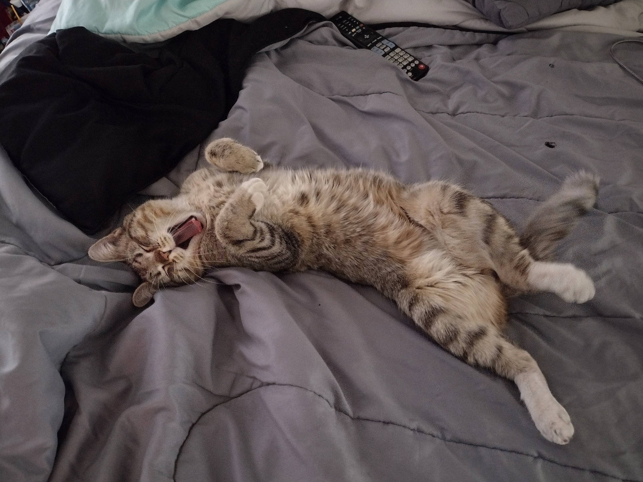 Lucifer is registered to the contest to win money with this photo: bed, bed_sheet, bedding, carnivore, cat, claw, comfort, domestic_short_haired_cat, duvet, felidae, fur, linens, nap, paw, sleep, small_to_medium_sized_cats, tail, terrestrial_animal, textile, whiskers