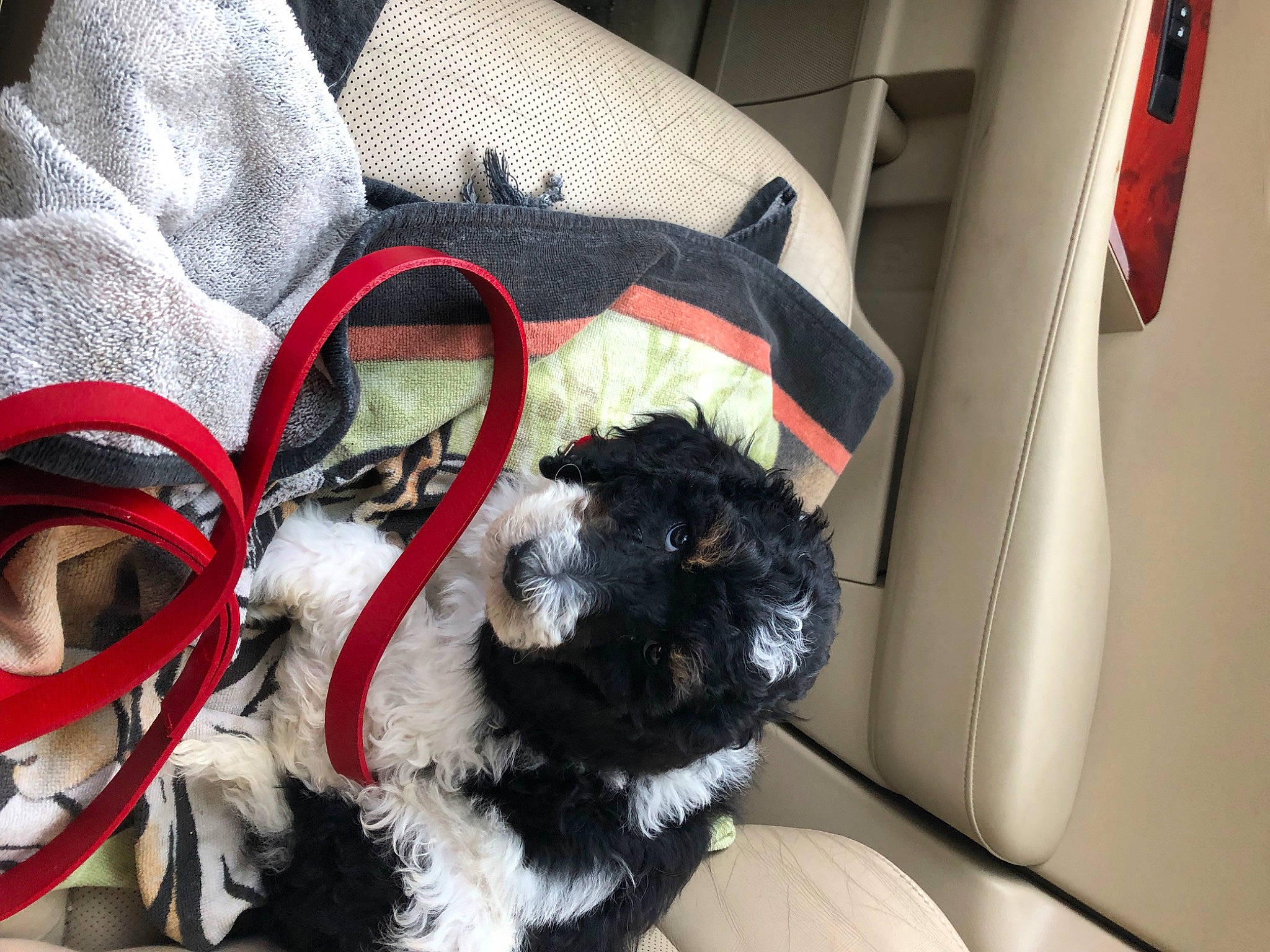 Wally joined the competition — help win amazing prizes! athletic_shoe, auto_part, bag, canidae, car_seat, carmine, carnivore, comfort, companion_dog, dog_breed, fashion_accessory, fur, outdoor_shoe, pattern, sporting_group, walking_shoe, working_animal