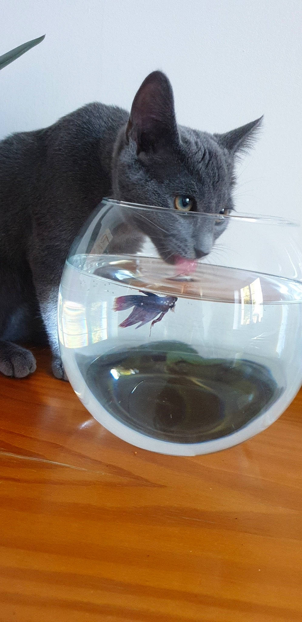 Aria participe au concours pour gagner de l'argent avec cette photo : black_cat, carnivore, cat, chartreux, domestic_short_haired_cat, felidae, korat, nebelung, russian_blue, small_to_medium_sized_cats, whiskers