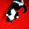 Felix a rejoint le concours — aidez-le/la à gagner de superbes lots ! black, black_cat, carnivoran, cat, cat_like_mammal, dog_breed_group, domestic_short_haired_cat, floor, flooring, fur, kitten, paw, small_to_medium_sized_cats, tail, whiskers