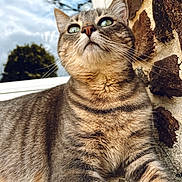 Safia participe au concours pour gagner de l'argent avec cette photo : cat, tabby, animal, fur, whiskers, outdoor, sky, window, stone_wall, curious, close_up, green_eyes, relaxed, nature, pet, mammal, portrait, sunlight, texture, resting