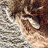 Safia participe au concours pour gagner de l'argent avec cette photo : cat, tabby, pet, animal, feline, fur, whiskers, paw, carpet, texture, playful, cute, domestic, lying_down, close_up, indoor, resting, curious, wide_eyes, fluffy