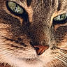cat, close_up, face, fur, whiskers, green_eyes, nose, animal, pet, mammal, domestic_cat, portrait, feline, texture, macro, cute, nature, eyes, head, expression