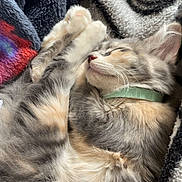 Baby Frank joined the competition — help win amazing prizes! cat, sleeping, cozy, fur, blanket, paws, collar, resting, cute, pet, animal, relaxed, soft, indoor, comfort, peaceful, feline, nap, closeup, striped