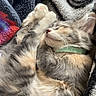 cat, sleeping, cozy, fur, blanket, paws, collar, resting, cute, pet, animal, relaxed, soft, indoor, comfort, peaceful, feline, nap, closeup, striped